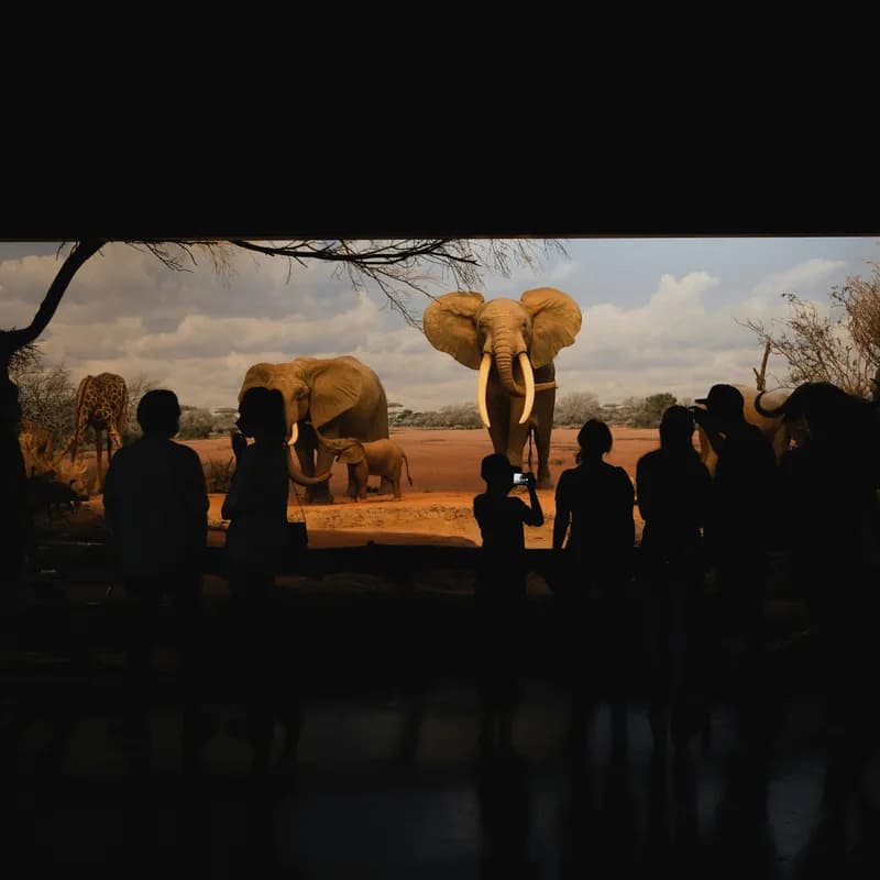Picture of a group of people in a dark room, in front of a bright diorama of the savanna, with models of elephants and other wild animals.