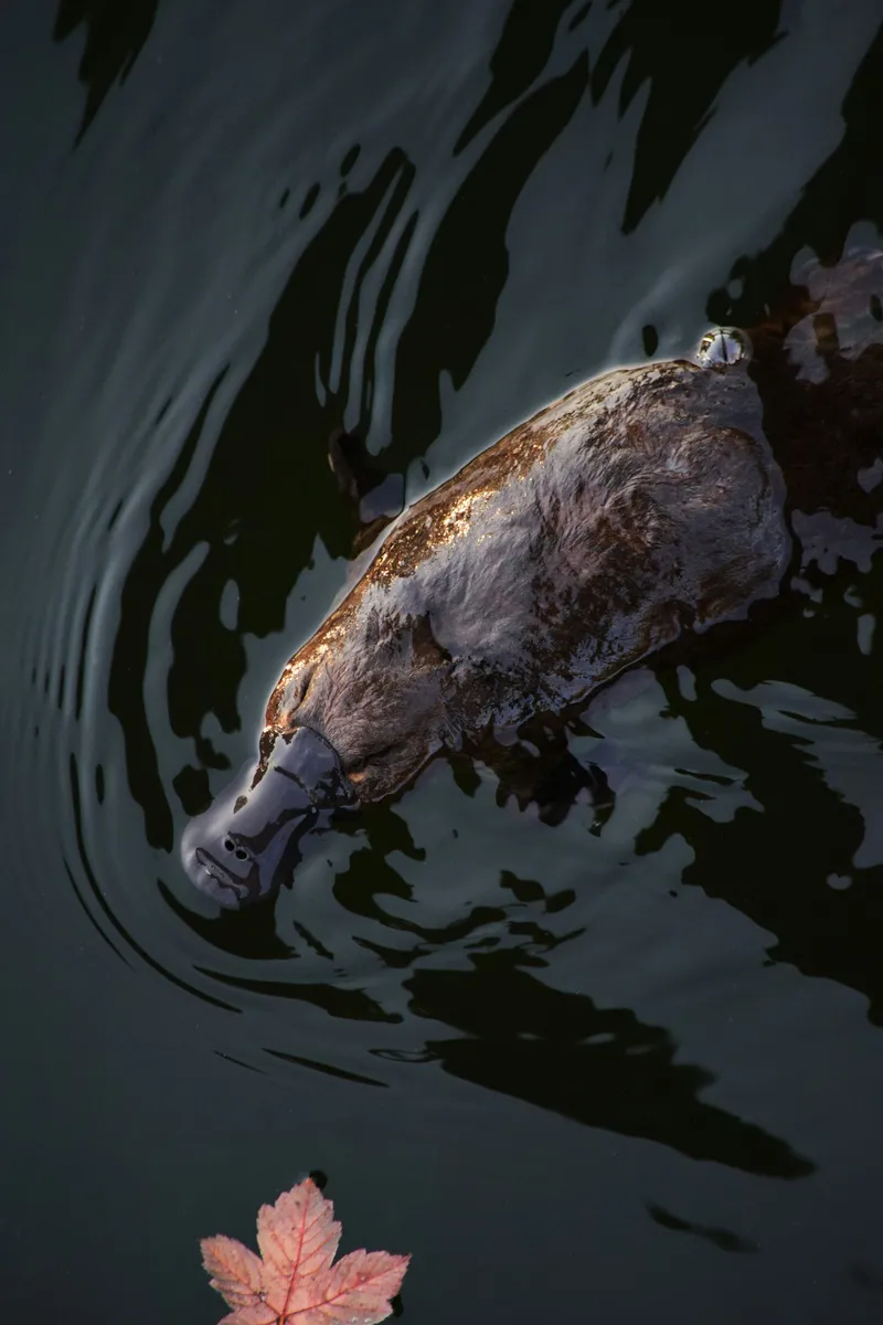 Photo of a platypus in water, by Michael Jerrard, Unsplash