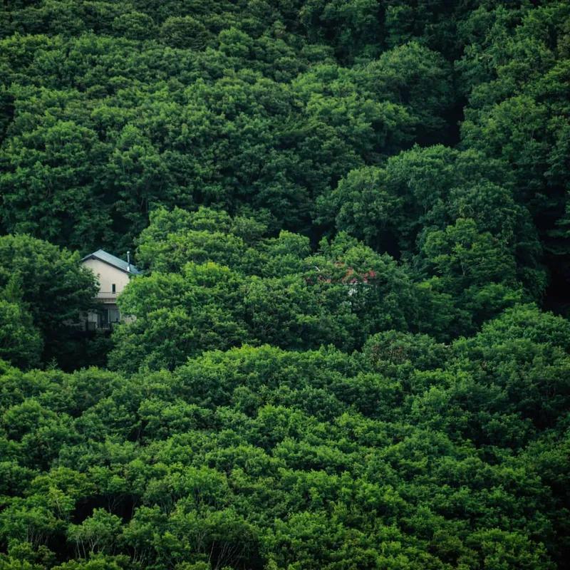 Photograph of some houses barely visible in the midst of thick woods.