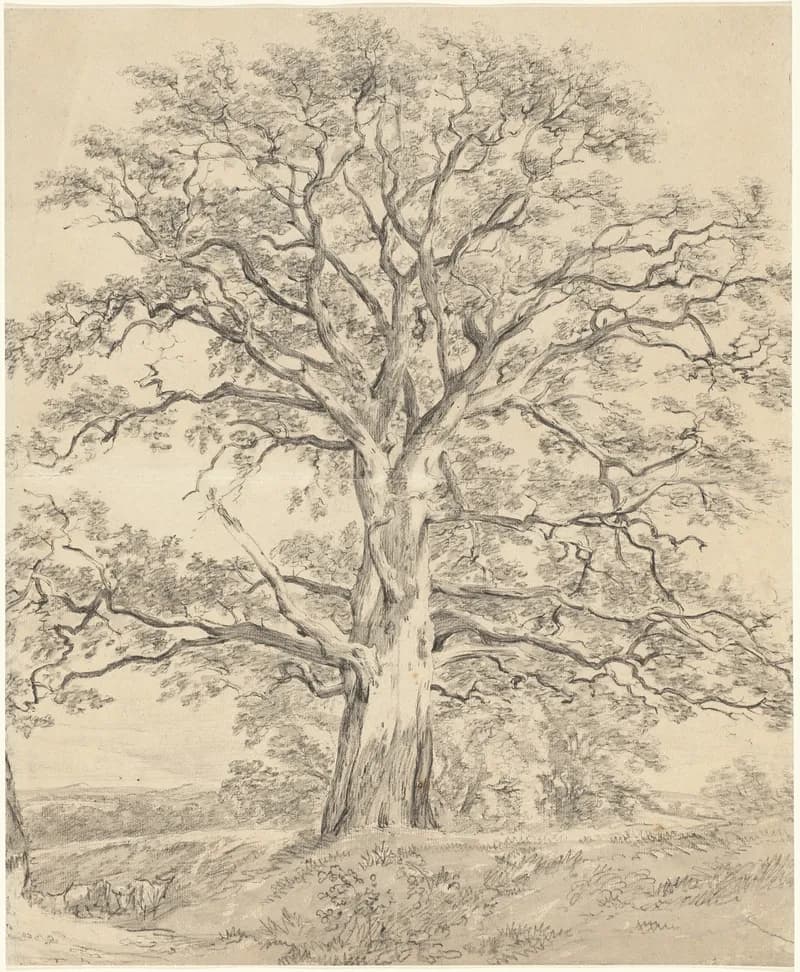 A drawing of a large tree with many sprawling branches.