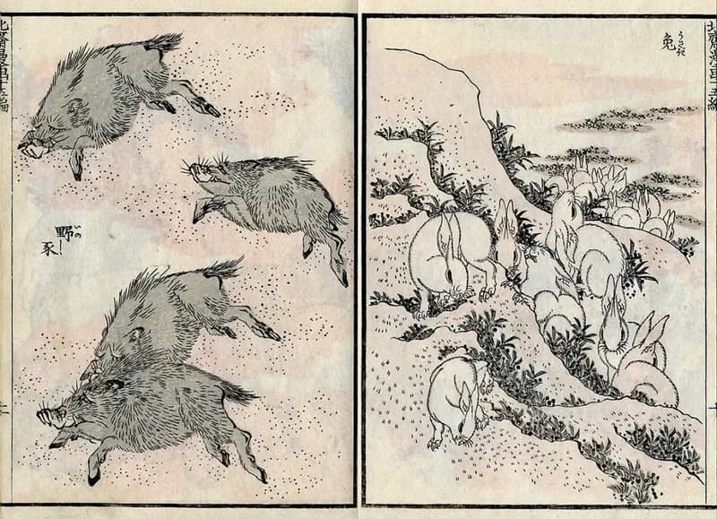 Line drawing of some boars and some rabbits, in old Japanese style.