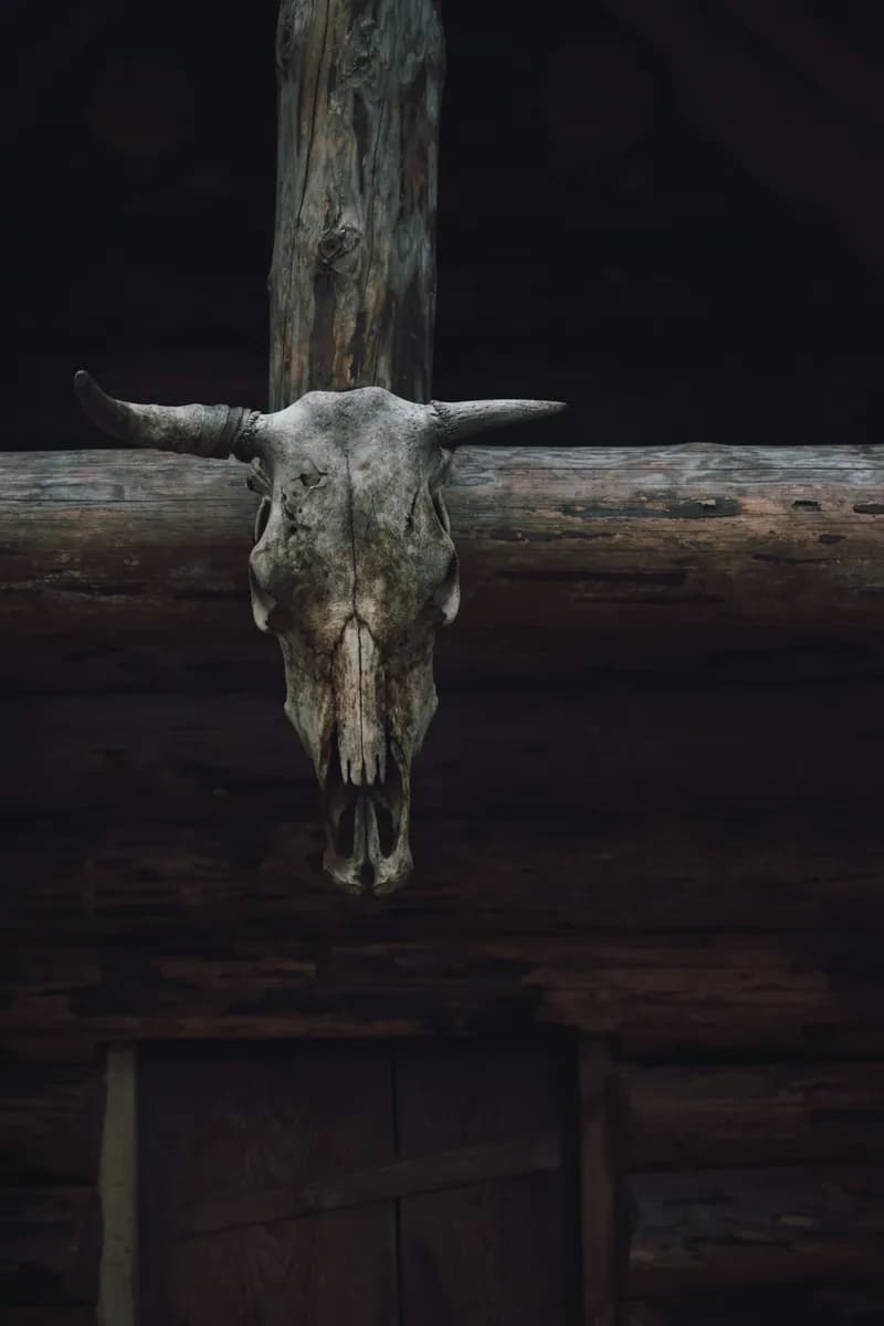 Close up of a worn out bovine skull hanging from the front of a log house.