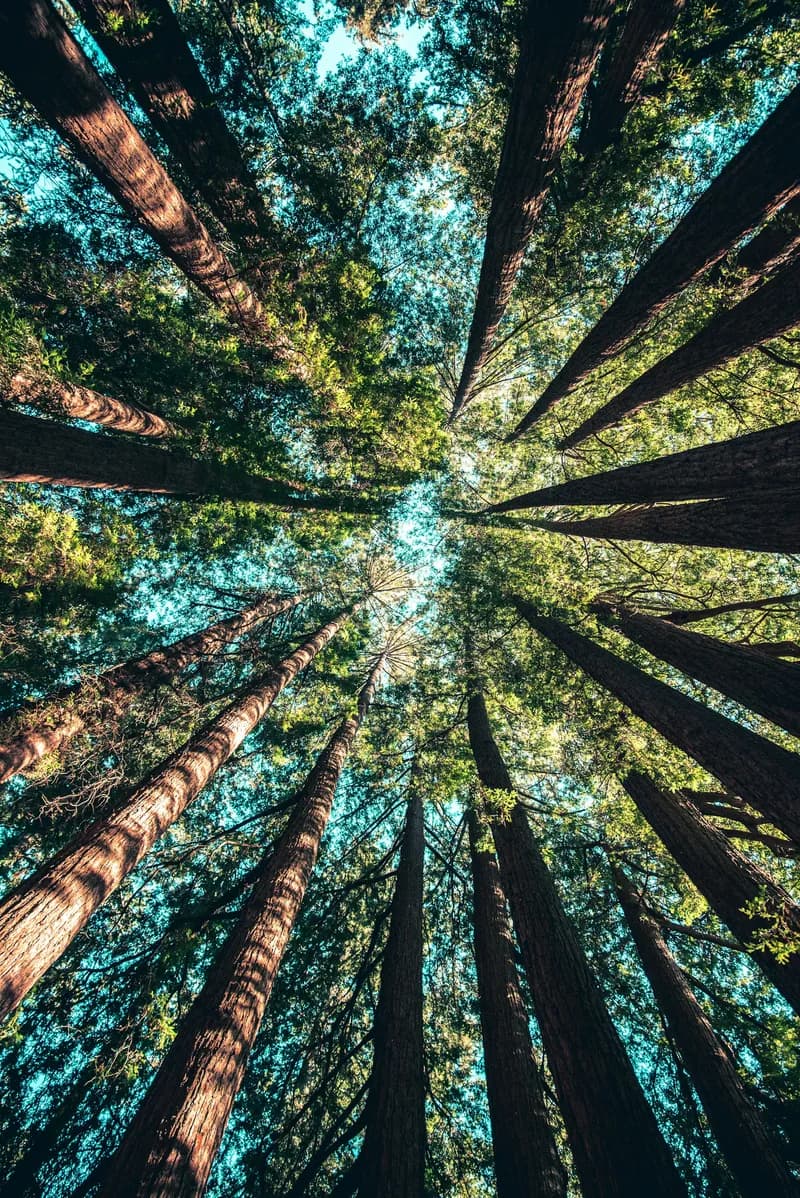 Towering redwood trees stretch toward a bright turquoise sky, viewed from the forest floor looking straight up, their trunks converging like paths leading to infinite possibility.