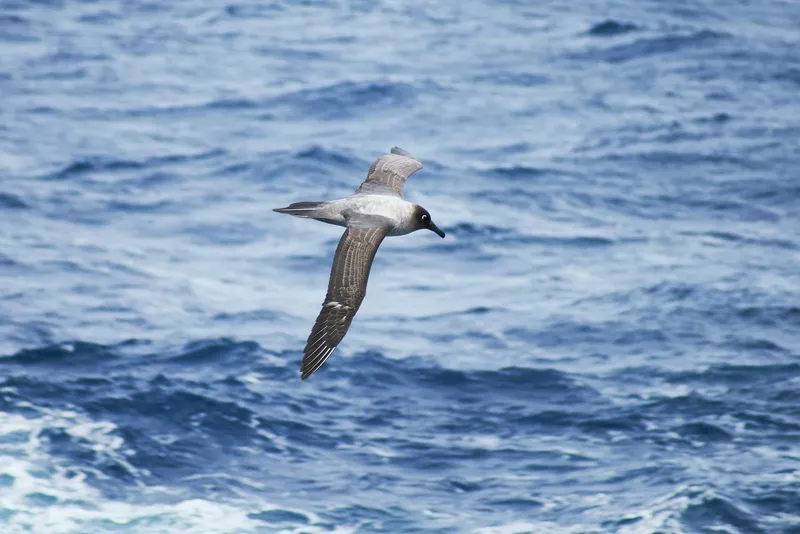 Photo of a light-mantled albatross gliding above the sea.