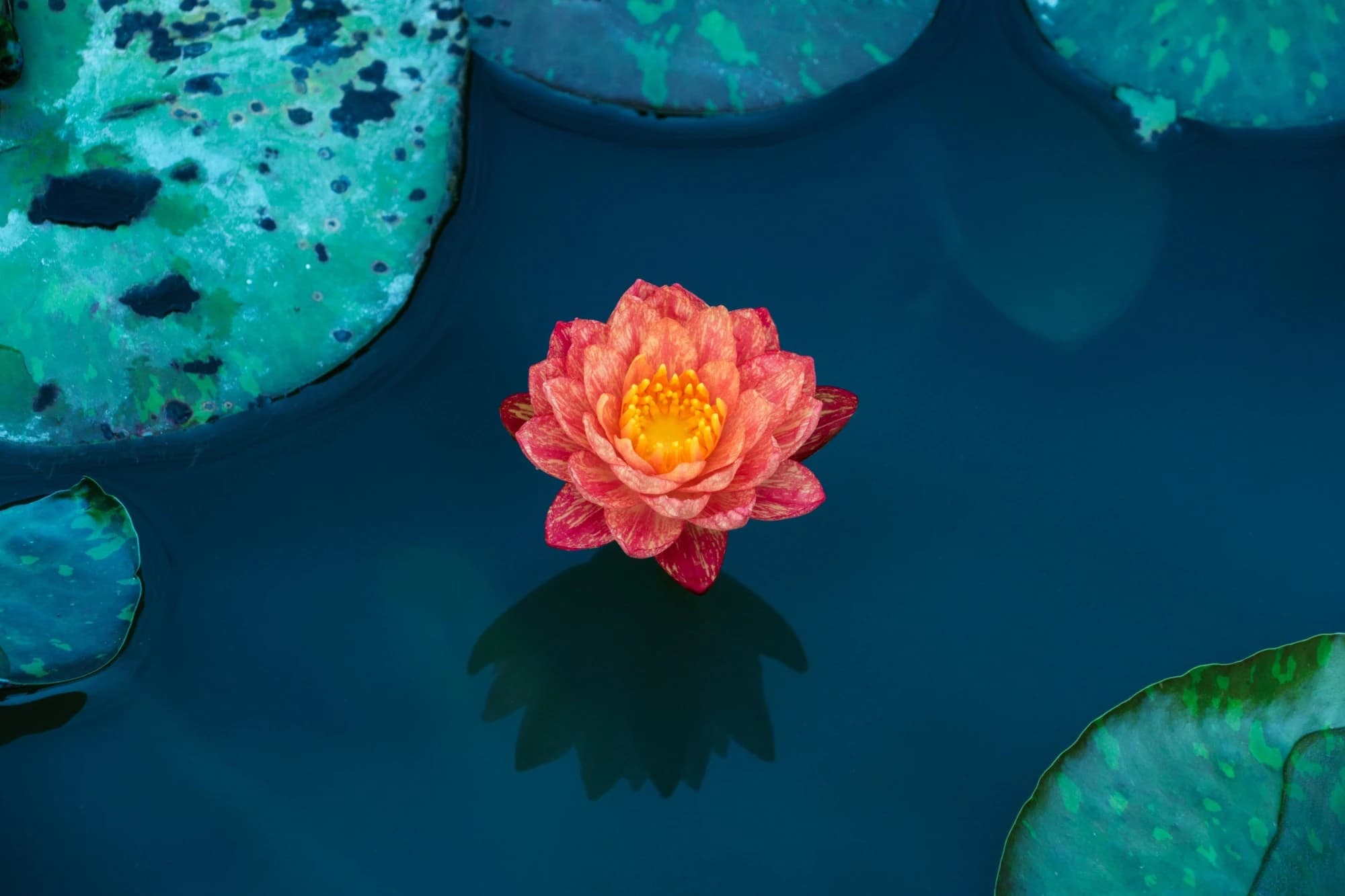 A single pink and orange water lily on dark blue water among round lily pads, seen from above.