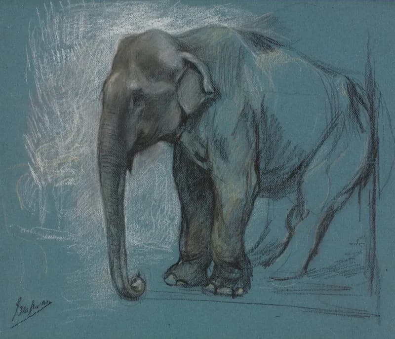 A rough sketch of an elephant, of which the head is drawn in more detail and color, while the rest of the body is only hinted at with a few colorless lines.