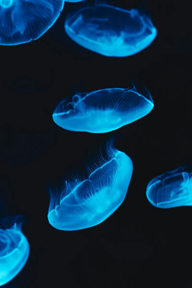 Jellyfish floating in the dark.