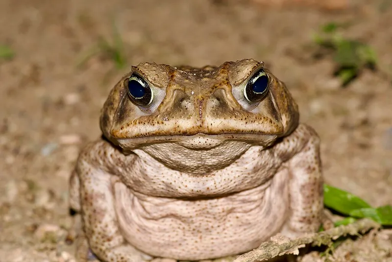 A toad looking this way.