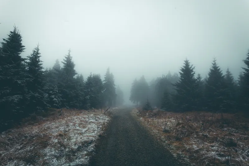 A mountain road fading into thick fog among the trees.