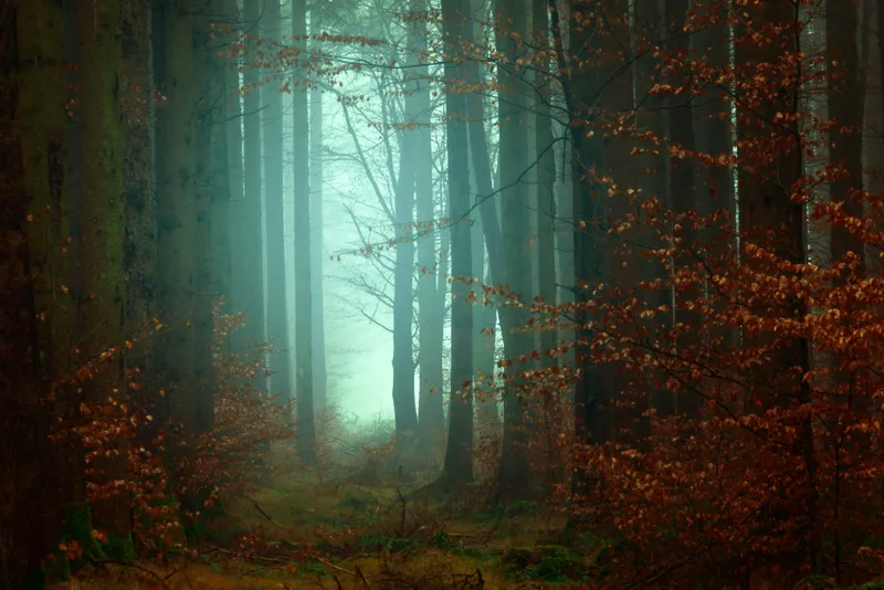 A foggy forest, with a few trees visible and a white wall blocking the view beyond them.