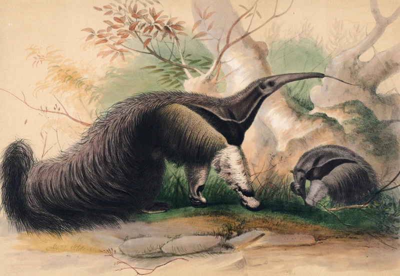 19th-century natural history illustration showing two giant anteaters in a tropical forest, one large with its long string-like tongue extending out of its elongated snout, a smaller one visible in front of it.