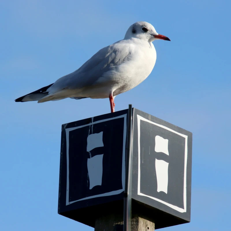 A white seagull with an orange beak perched atop a black information sign displaying the lowercase "i" symbol, against a clear blue sky
