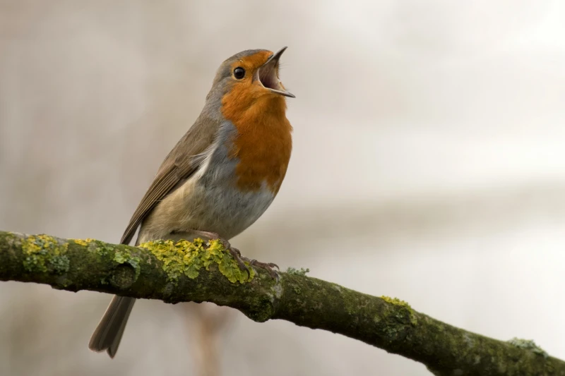 A European robin with distinctive orange-red breast perched on a moss-covered branch, singing with beak open.