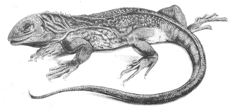 Detailed black and white scientific illustration of a marine iguana viewed from above, showing its scaly body, spiny crest along its back, long curved tail, and splayed clawed feet
