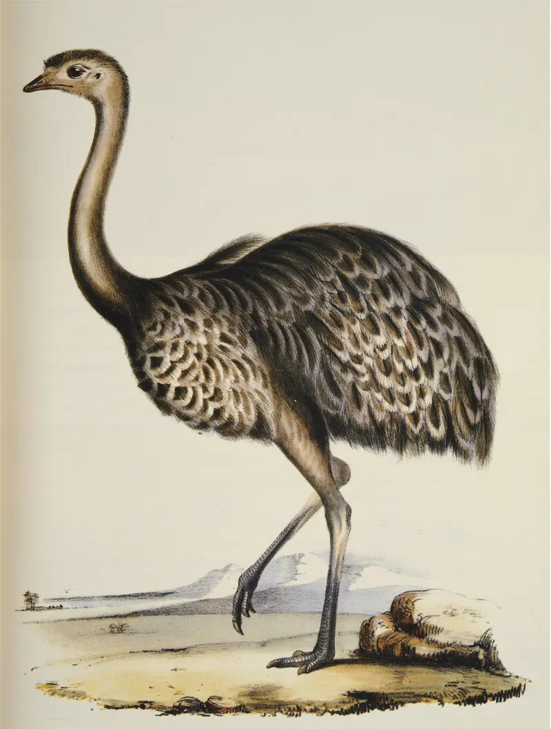 Naturalist illustration of a rhea standing in profile, showing its brown and gray mottled plumage, long bare neck, small head, and long legs against a sparse landscape