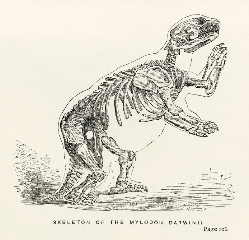 19th-century scientific illustration of a giant ground sloth skeleton in a rearing position, supported on its hind legs and massive tail, with large clawed feet and distinctive skull