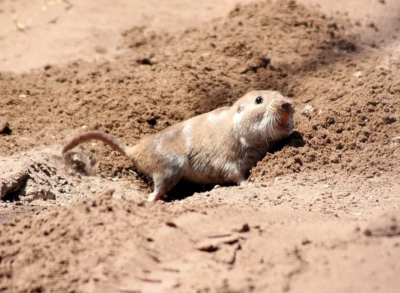 Photograph of a tuco-tuco emerging from sandy soil, showing its grayish-brown fur, prominent orange incisors, whiskers, small dark eyes, and thin tail