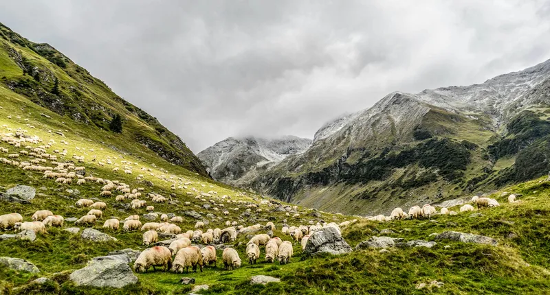 A green downward slope between misty mountains, covered in sheep.