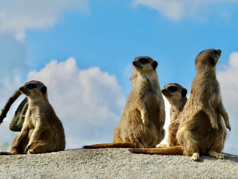 Four meerkats standing upright on a rock, each staring in a different direction.