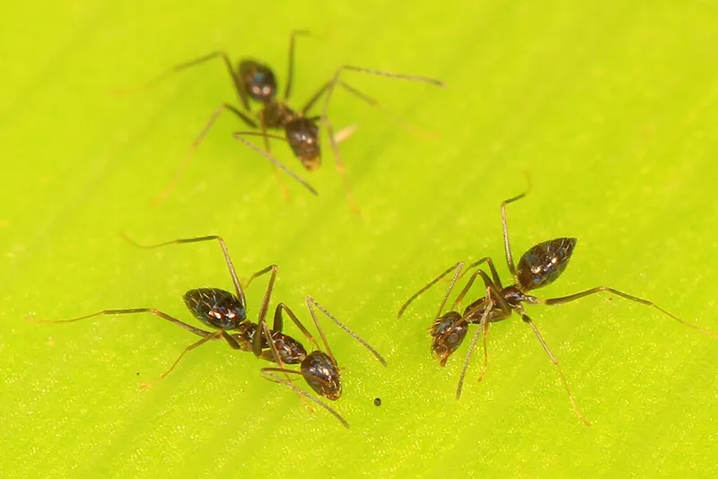 Three longhorn crazy ants on bright yellow-green surface, showing characteristic brown bodies, long antennae, and elongated legs