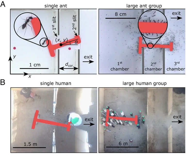 (Dreyer et al., 2025, CC BY-NC-ND 4.0)