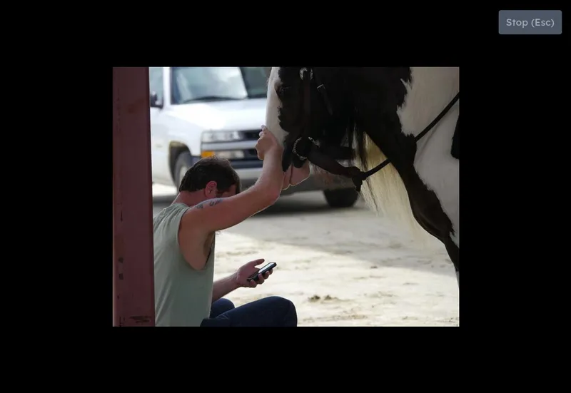 Screenshot of a random image in the slideshow view of the Visual Koans app. The image is poorly-shot, with a crouching man touching the head of a horse while he's looking at his phone.