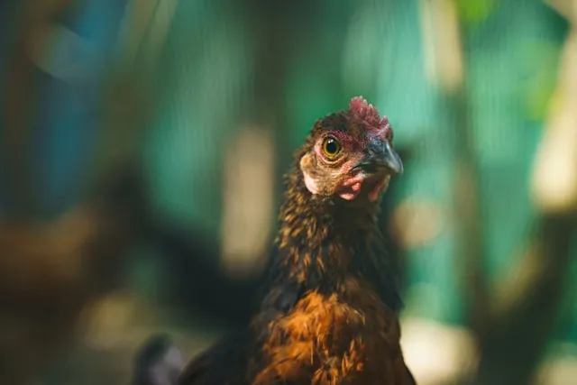 Close-up photograph of a brown chicken with golden eyes against blurred green background