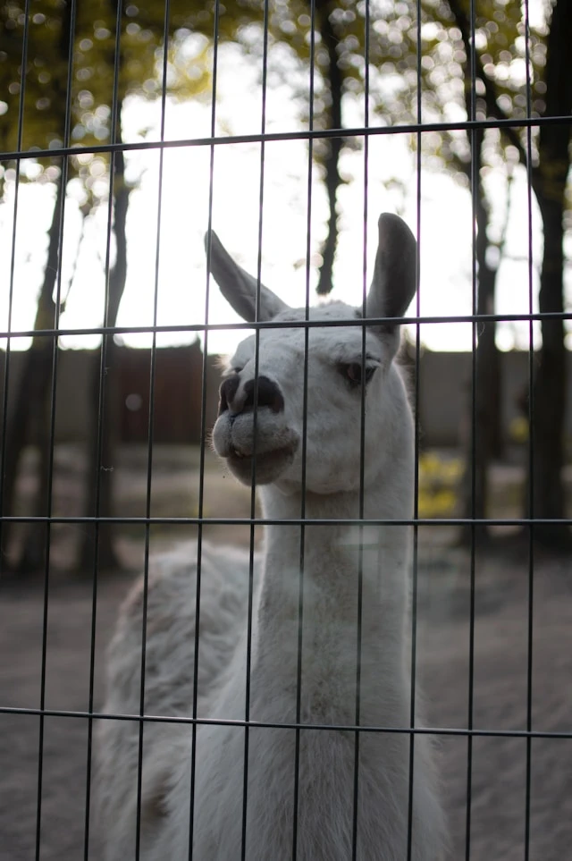 Alpaca or llama looking through a wire fence grid