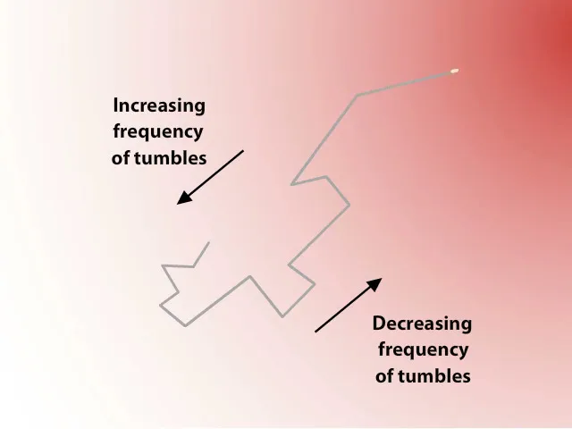 A diagram of the zig-zag path taken by an E. coli bacterium in a nutrient gradient. It seems random, but the paths that happen to be in the direction of increasing gradient are longer, leading to it getting closer to the food source.