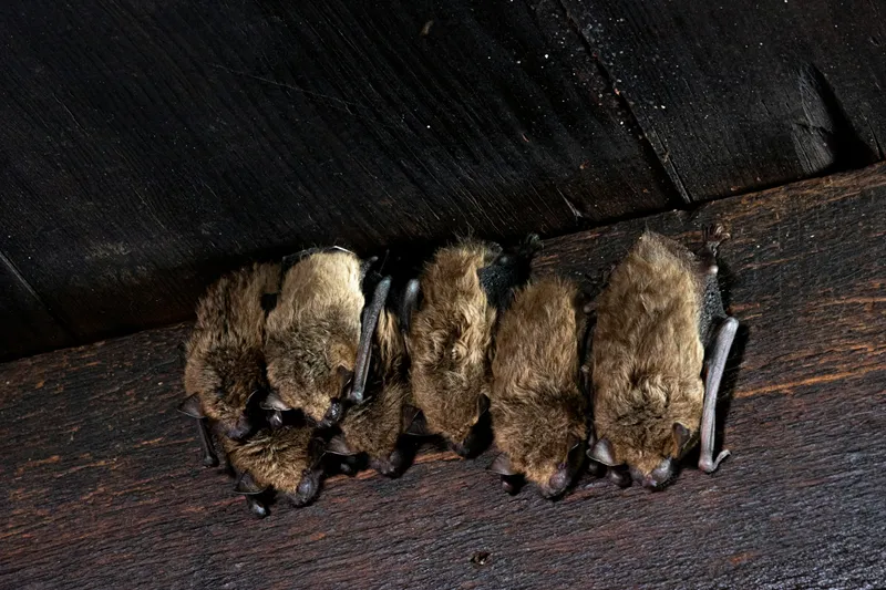 Seven furry bats cuddling together as they hang from near the ceiling of a wooden house.