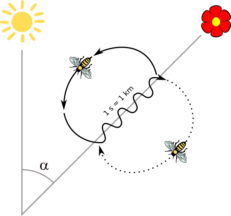 Schematic diagram of bee waggle dance showing two bees, a sun, a red flower, and a wavy path marked '1 s = 1 km' with an angle alpha indicating direction