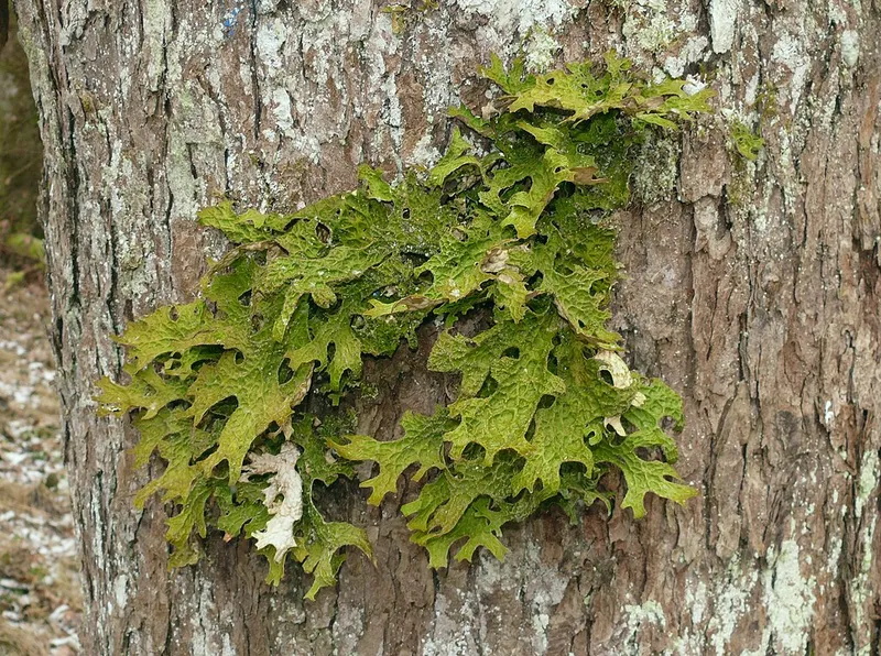 Green Lobaria pulmonaria lichen with deeply lobed, lettuce-like fronds growing on tree bark
