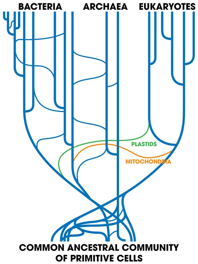 Phylogenetic diagram showing horizontal gene transfer between Bacteria, Archaea, and Eukaryotes as vertical lines with horizontal connections, labeled with plastids and mitochondria, converging at a common ancestral community