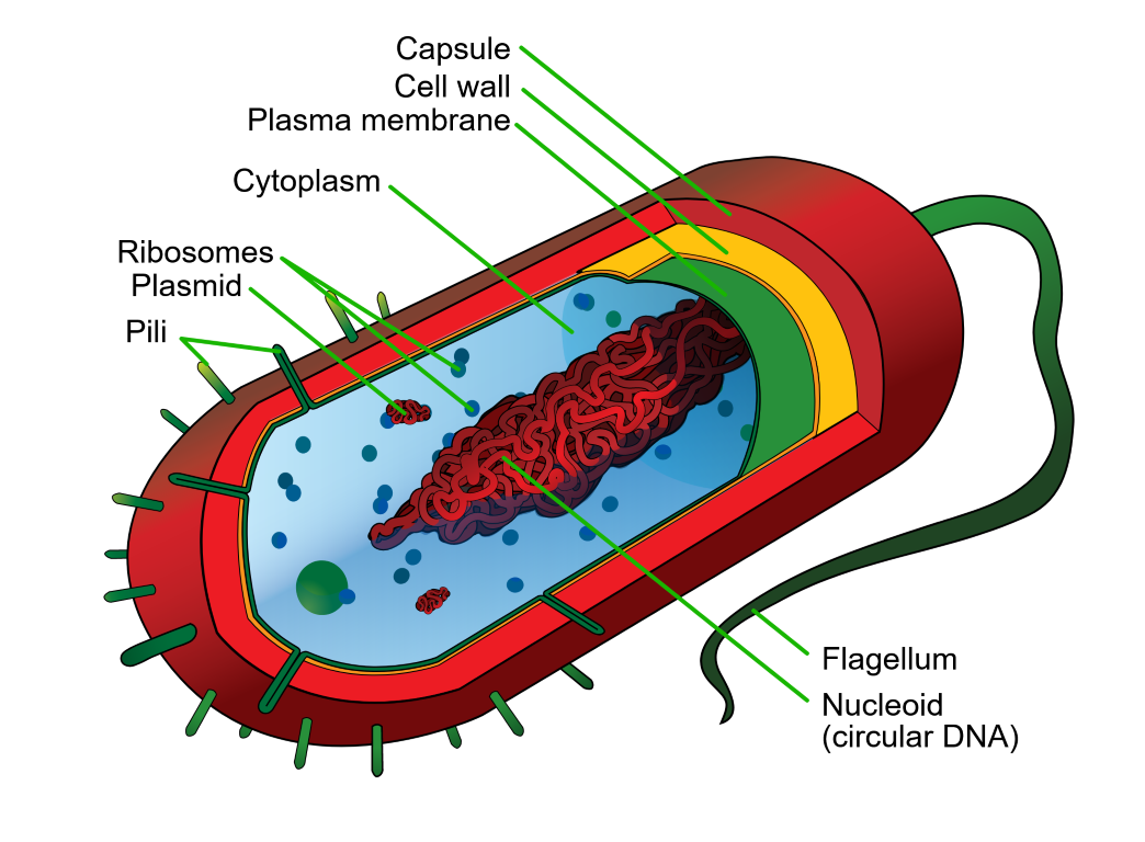 The structure of a "prokaryotic cell system": it's made mostly of protons, neutrons, and electrons, just like the Pleiades. But the different quantities, chemical composition, and material arrangements mean that it behaves very differently from a star cluster. (Source: Wikimedia)