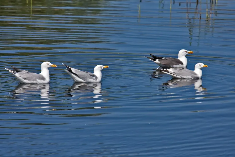 Three herring gulls conniving with (gasp!) a British lesser black-backed gull, which is a whole different species. (Photo by Andreas Trepte)