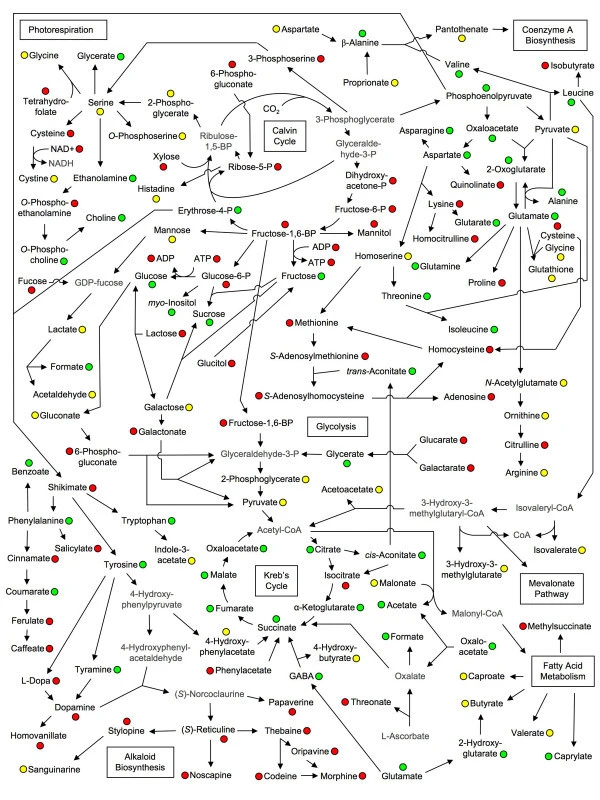Metabolite linkage map representing primary and secondary plant metabolism in opium poppy (Zulak et al. 2008)