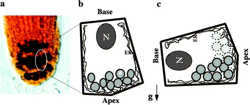 Root tip of a plant, with statocytes capable of sensing gravity from the movement of the statoliths inside them (Chen et al. 1999).